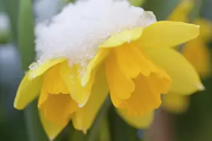 Spec: Daffodil spec. - Yellow daffodil, flowering in the snow