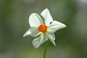 Ailsa Hopkin: Daffodil variety 'MedusaI