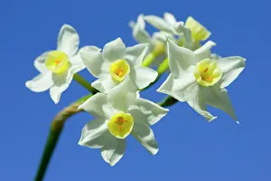 Daffodil variety "Scilly WhiteI