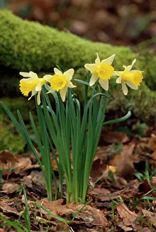 Clump: DAFFODIL - x four in a clump