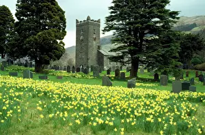 J Laurie: Daffodils