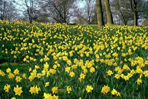 Roberta Gooders: DAFFODILS