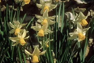 Daffodils: Daffodils