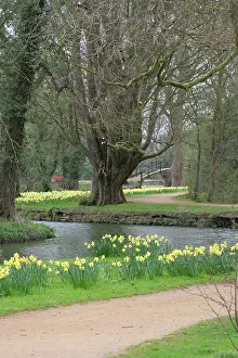 Thames: Daffodils adorn park path in Oxford, England