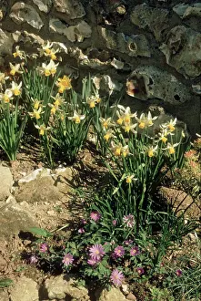 Anemones: Daffodils and Anemones