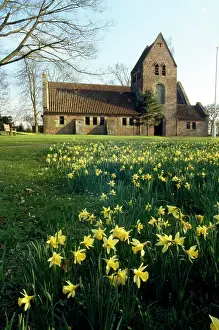Churchyard: Daffodils - in churchyard