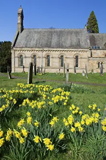 Churchyard: Daffodils - flowering in churchyard at Howick Hall