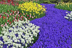 Lisse: Daffodils and Grape Hyacinth, Keukenhof
