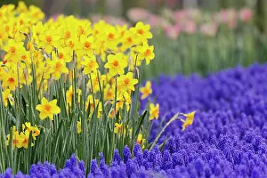 Lisse: Daffodils and Grape Hyacinth, Keukenhof