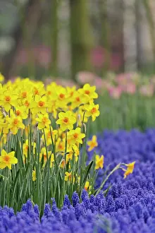 Lisse: Daffodils and Grape Hyacinth, Keukenhof
