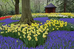 Daffodils: Daffodils, grape hyacinth, and tulip garden