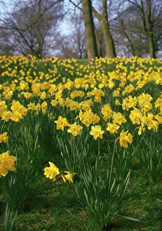 Roberta Gooders: Daffodils - mass
