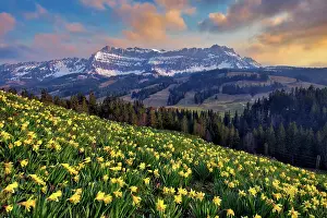 Amaryllidaceae: Daffodils (Narcissus) in bloom in front of Berg