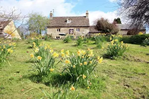 Cotswold: Daffodils - on a spring day in the Cotswold village of Eastl