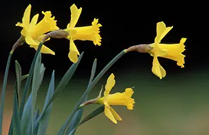 Pseudonarcissus: Daffodils - side view of flowers