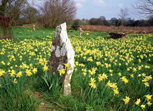 Churchyard: DAFFODILS - wild