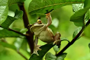 Ranomafana: Dagger treefrog (Boophis albilabris), Ranomafana