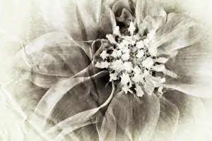 Dahlias: Dahlia