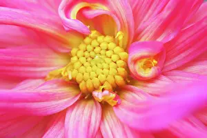 Charlotte: Dahlia