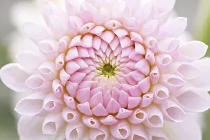 Feature Idea - Patterns In Nature: Dahlia