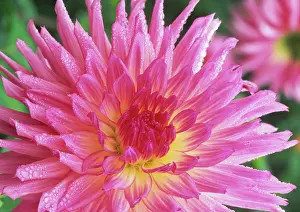 Lipstick: Dahlia