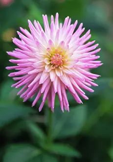 Kiwi: Dahlia