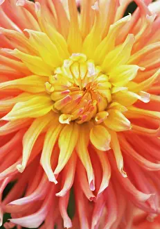 Shirley: Dahlia
