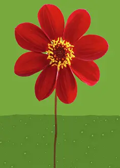 Comedy: Dahlia