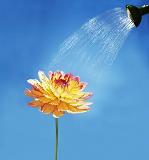 Comedy: Dahlia