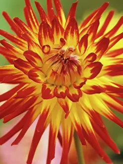 Dancer: Dahlia