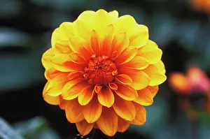 Howard: Dahlia