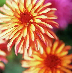 Deco: Dahlia