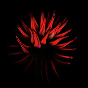 Unexplained: Dahlia