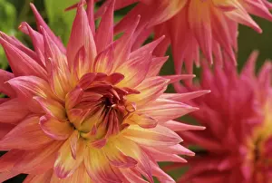 Jupiter: Dahlia