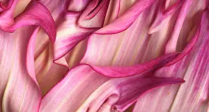 Folded: Dahlia