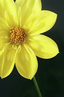 Lune: Dahlia