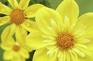 Lune: Dahlia