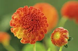 Leadership: Dahlia