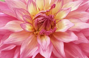 Ramsey: Dahlia