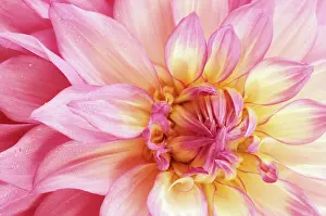 Ramsey: Dahlia