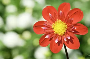 Crimson: Dahlia
