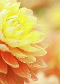 Mari: Dahlia