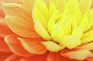 Mari: Dahlia