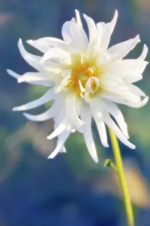 Scruffy: Dahlia