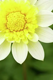 Paso: Dahlia