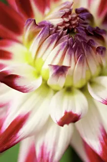 Sorbet: Dahlia