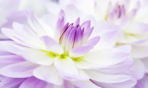Sandia: Dahlia