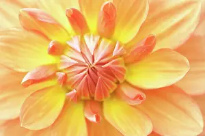 Memory: Dahlia