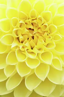 Lewis: Dahlia