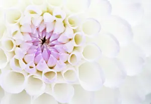 Exquisite: Dahlia